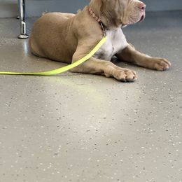 Cane Corso and Poodle Puppies from Viceroy Corsos