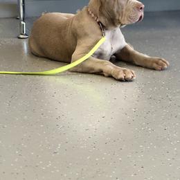 Cane Corso and Poodle Puppies from Viceroy Corsos