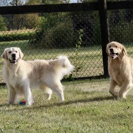 Golden Retriever All Grown Up from Blue River Goldens