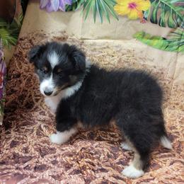 Nala - Black white and tan female Shetland Sheepdog puppy in Conway, Missouri from Brooks's little darlings