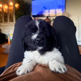 Atta - White and black female Newfoundland puppy in Claremont, New Hampshire,, New Hampshire from Kinson Ridge Giants