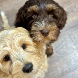 Australian Labradoodle Puppies from Grand Peaks Labradoodles