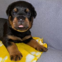 Yellow Collar - Black and mahogany female Rottweiler puppy in Aspers, Pennsylvania from Vom Uberlegenen Rottweilers
