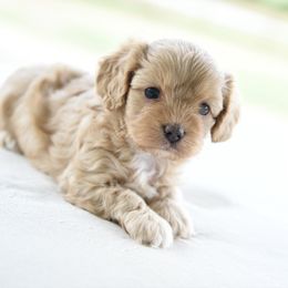 Cozy - Cream female Cavapoo puppy in Lawton, Oklahoma from Lindsey’s Cavies