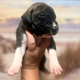Lingini - Brindle male Great Dane puppy in Lehigh Acres, Florida from Florida Wrinkles