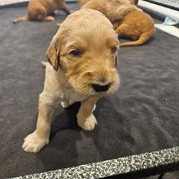 Blue Boy - Apricot male Goldendoodle puppy in Lumberton, Texas from SETX Doodle Den LLC