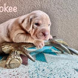 Girl 1 - Yellow female Catahoula Leopard Dog puppy in Washington from Coweeman Catahoulas