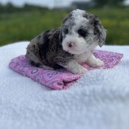 Girl 2 - Blue merle Aussiedoodle puppy in Leitchfield, Kentucky from Salt River Kennels