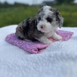 Girl 2 - Blue merle Aussiedoodle puppy in Leitchfield, Kentucky from Salt River Kennels