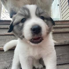 Anatolian Pyrenees and Goldendoodle Puppies from Up Shinn Creek