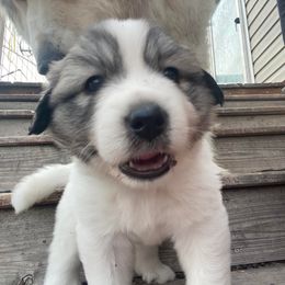 Anatolian Pyrenees and Goldendoodle Puppies from Up Shinn Creek