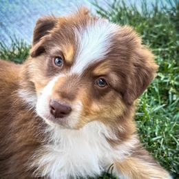Arbor - Red tri-color male Miniature American Shepherd puppy in Herriman, Utah from Painted Blue Aussies