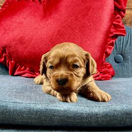 Anastasia (Ana) - Red female Cavapoo puppy in Lancaster, Missouri from Cavapoo Acres
