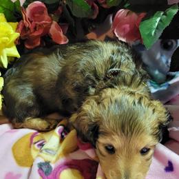 Dachshund Puppies from CLARK'S BREEDING PROGRAM