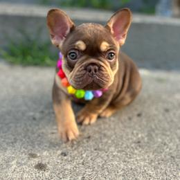 Meadow - Liver female French Bulldog puppy in Pittsburgh, Pennsylvania from Muddy Creek Frenchies
