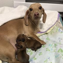Dachshund Puppies from Alpine Meadow Dachshunds