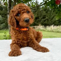 Irish Doodles from Queen of the Hill Puppies