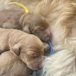 Goldendoodle puppies from Golden Heaven Puppies