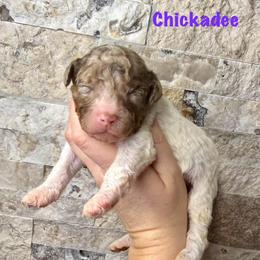 Chickadee - Merle female Bernedoodle puppy in Midland, Michigan from Northern Charm Farm