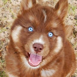 Siberian Huskies from Rough and Rowdy Kennels