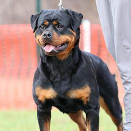 Cobi - Rottweiler