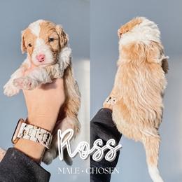 Ross - Fawn and white male Sheepadoodle puppy in Republic, Missouri from DOOD & Co