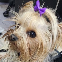 Prada - Yorkshire Terrier