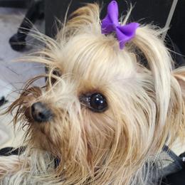 Prada - Yorkshire Terrier