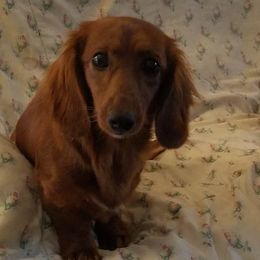 Addaline - Dachshund