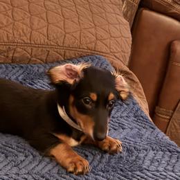 Dachshund All Grown Up from Sarah Linsenmeyer