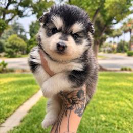 Mini - Black and white female Pomsky puppy in La Verne, California from Red Cedar Pomskies