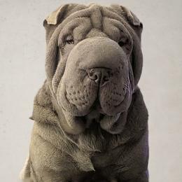 Mishka - Chinese Shar-Pei