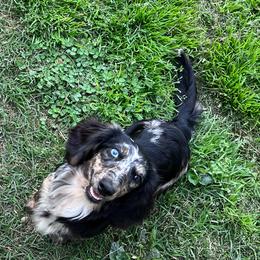 Salem - Dachshund