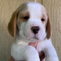 Beagle Puppies from Youngsong Beagles