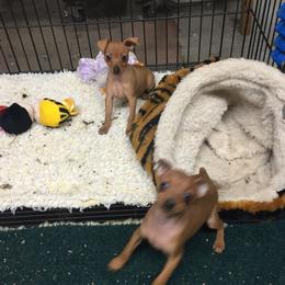 Miniature Pinscher puppies from Whitehouse Kennel,  Judith White