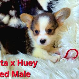 Red male - Black and tan male Pembroke Welsh Corgi puppy in Wayne City, Illinois from Lash Livestock & Corgis