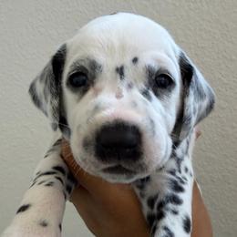 Light pink female - White and black female Dalmatian puppy in Sacramento, California from Dream Dalmatians