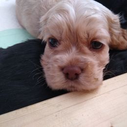 Cocker Spaniel Puppies from Rolo's Blended Blessings