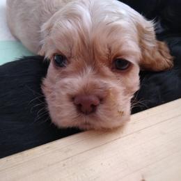 Cocker Spaniel Puppies from Rolo's Blended Blessings