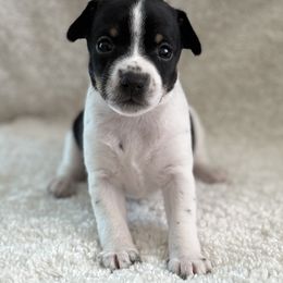 Nesta - Black brindle and white female American Hairless Terrier puppy in Visalia, California from OakSahara
