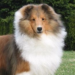 Shetland Sheepdogs from Mainland Shetland Sheepdogs