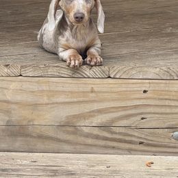 Merle - Dachshund