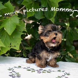 Yorkshire Terrier Puppies from Lightsome Yorkies