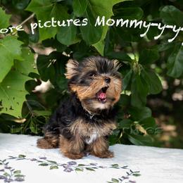 Yorkshire Terrier Puppies from Lightsome Yorkies