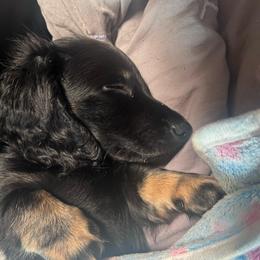 Koda -AKC Pet Only - Black and cream male Dachshund puppy in Proctor, Montana from Blue Star Dachshunds