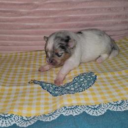 Gabrielle - Blue merle female Pomeranian puppy in Angleton, Texas from Pomeranian Palace, LLC