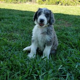 Aussiedoodle Puppies from Southwest Florida Doodles