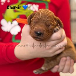 Casmir - Red  male Goldendoodle puppy in Lancaster, Minnesota from North Star Dog Training