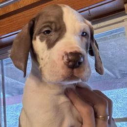 Custard - Harlequin male Great Dane puppy in Wellsville, New York from Prophecy Danes