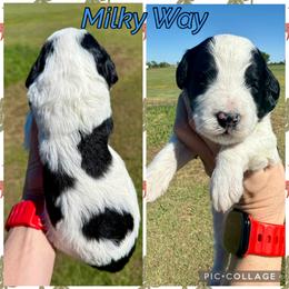 Milky Way - Parti male Goldendoodle puppy in Caddo Mills, Texas from Fire Wife Doodles